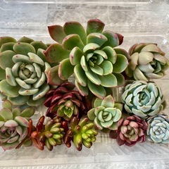 多肉植物カット苗　お取引先決まりました
の画像