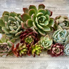 多肉植物カット苗