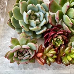 多肉植物カット苗　お取引先決まりました
の画像