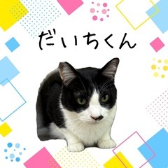 だいちくん
