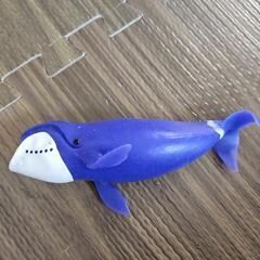 クジラ&コー