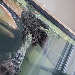 熱帯魚 セルフィンプレコ さらに値下げしましたの画像