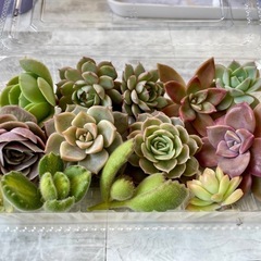 多肉植物カット苗