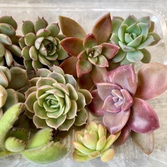 多肉植物カット苗の画像