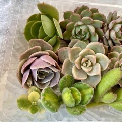 多肉植物カット苗の画像