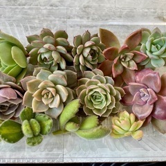 多肉植物カット苗の画像