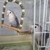 ランキングキーワードに紐づく投稿画像-インコ