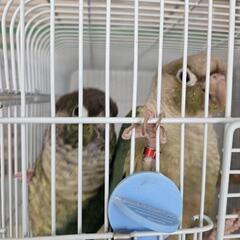 ウロコインコ　コザクラインコ - 恵庭市