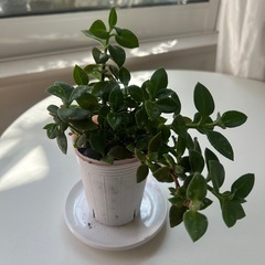 植物　ベビーサンローズ