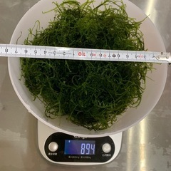 南米ウィローモス30g～の画像