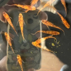 メダカ（錦秋）の画像