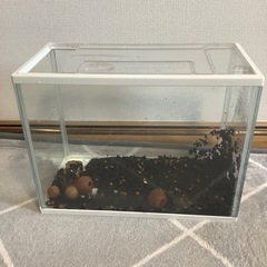 メダカ飼育に使っていた水槽　熱帯魚や金魚にも