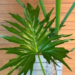 観葉植物 セローム