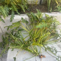植物(3株)
