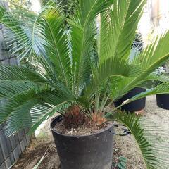 ドライガーデンソテツ