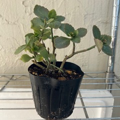多肉植物　カランコエ　①