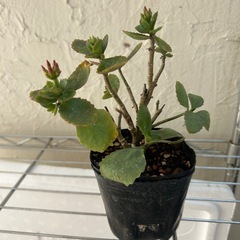 多肉植物　カランコエ　②