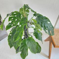 希少】モンステラ デュビア