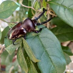 ニジイロクワガタ幼虫の画像