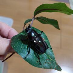 ニジイロクワガタ幼虫の画像