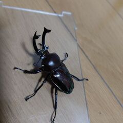 ニジイロクワガタ幼虫の画像