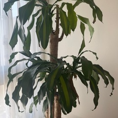 180cm以上 幸福の木　の画像