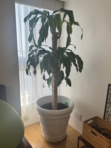 180cm以上 幸福の木