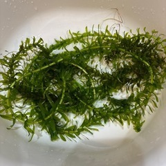 メダカ用　水草(アナカリス)の画像