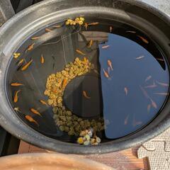 メダカ　紅帝ダルマ、半ダルマの画像