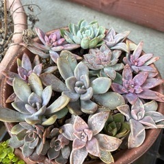 【鉢ごと】多肉植物