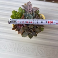 黄色いバケツの多肉植物寄せ植えの画像