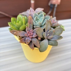 黄色いバケツの多肉植物寄せ植えの画像