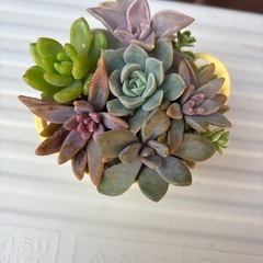 黄色いバケツの多肉植物寄せ植えの画像