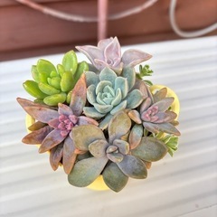 黄色いバケツの多肉植物寄せ植え
