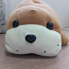 セイウチぬいぐるみ　城崎マリンワールドの画像