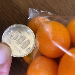 金柑たまたまエクセレント500g