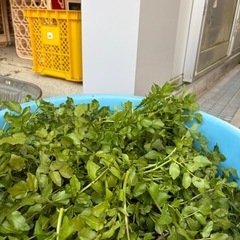 【無料】クレソン差し上げます！
