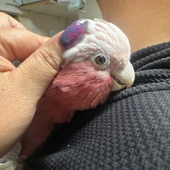 モモイロインコのモモちゃん − 東京都