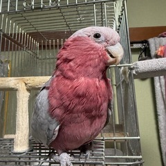 モモイロインコのモモちゃん - ペット