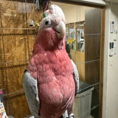 モモイロインコのモモちゃん - 地元のお店