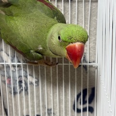 オオホンセイインコ（インドオウム）🦜