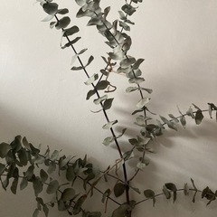 天然・ユーカリ・ドライフラワーの画像