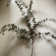 天然・ユーカリ・ドライフラワーの画像