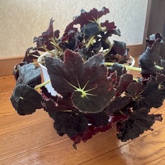 観葉植物 レックスベゴニア ダークマンボ