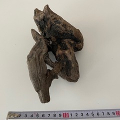 処理済み流木 の画像