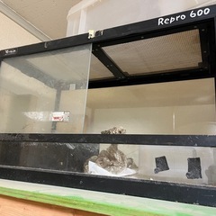 爬虫類、ケージ、飼育、トカゲ、亀、蛇
の画像