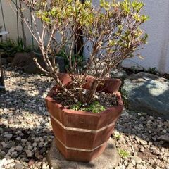 つつじなどの鉢植えの植木4点
