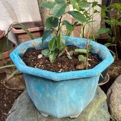 つつじなどの鉢植えの植木4点の画像