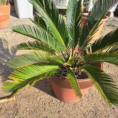 ソテツの画像