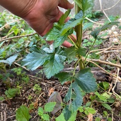 木苺の苗　　　 